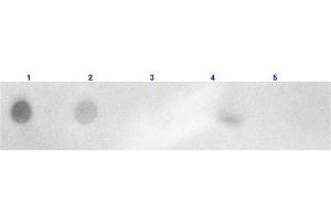 Dot Blot results of Goat Anti-Rabbit IgG Antibody Rhodamine Conjugated. (山羊 anti-兔 IgG (Heavy & Light Chain) Antibody (TRITC) - Preadsorbed)