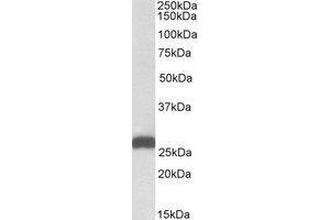 AP21284PU-N ETFB antibody staining of Mouse Liver lysate at 0. (ETFB 抗体  (AA 231-243))