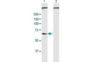 Western Blot analysis of GPC5 expression in transfected 293T cell line by GPC5 MaxPab polyclonal antibody. (GPC5 抗体  (AA 1-572))