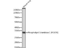Western blot analysis of extracts of Mouse lung, using Phospholipid Phospholipid Scramblase 1 (PLSCR1) (PLSCR1) Rabbit mAb (ABIN7269354) at 1:1000 dilution. (PLSCR1 抗体)