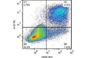Flow cytometry analysis of human peripheral blood mononuclear cells stimulated with PHA. (Ki-67 抗体  (PE))