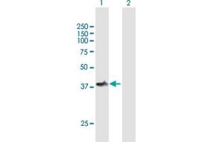 Western Blot analysis of TOM1L1 expression in transfected 293T cell line by TOM1L1 MaxPab polyclonal antibody.