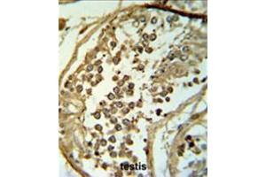 C19orf18 Antibody (Center) IHC analysis in formalin fixed and paraffin embedded testis tissue followed by peroxidase conjugation of the secondary antibody and DAB staining. (C19orf18 抗体  (Middle Region))