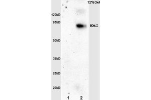 L1 rat brain lysates L2 mouse embryo lysates probed with Anti phospho-N (ABIN762791) at 1:200 overnight at 4 °C. (Nibrin 抗体  (pSer343))