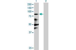 Western Blot analysis of ZNF287 expression in transfected 293T cell line by ZNF287 MaxPab polyclonal antibody. (ZNF287 抗体  (AA 1-754))