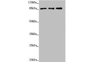 Western blot All lanes: TAF5 antibody at 2. (TAF5 抗体  (AA 656-800))