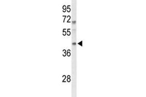 Western blot analysis of MAFA antibody and mouse spleen tissue lysate. (MAFA 抗体  (AA 203-231))