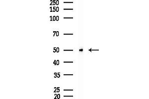 Western blot analysis of lysates from Mouse testis, using PTBP1 Antibody at 1/1000 dilution.