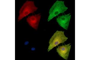 ABIN7095442 and ABIN7099499 staining  cells by IF/ICC. (HMGCS2 抗体)