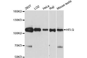 Western blot analysis of extracts of various cell lines, using HELQ antibody.