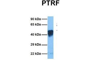 Host:  Rabbit  Target Name:  PTRF  Sample Tissue:  Human Fetal Lung  Antibody Dilution:  1.