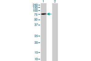 Western Blot analysis of RABEP2 expression in transfected 293T cell line by RABEP2 MaxPab polyclonal antibody. (RABEP2 抗体  (AA 1-533))