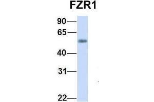 Host:  Rabbit  Target Name:  FZR1  Sample Type:  Human Fetal Heart  Antibody Dilution:  1. (FZR1 抗体  (N-Term))
