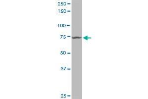 MX1 MaxPab polyclonal antibody. (MX1 抗体  (AA 1-662))