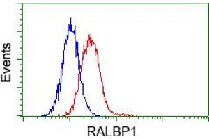 Image no. 1 for anti-RalA Binding Protein 1 (RALBP1) antibody (ABIN1500586) (RALBP1 抗体)
