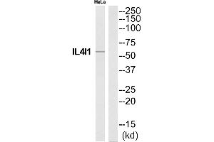 Western blot analysis of extracts from HeLa cells, using IL4I1 antibody. (IL4I1 抗体)