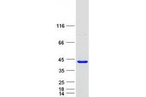 Validation with Western Blot
