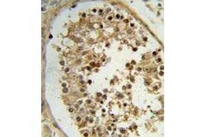 I mmunohistochemistry analysis of human testis tissue (Formalin-fixed, Paraffin-embedded) using ELOVL2  Antibody  (N-term),  peroxidase-conjugated to the secondary antibody, followed by DAB staining. (ELOVL2 抗体  (N-Term))