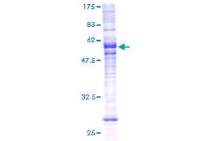 MRGPRX2 Protein (AA 1-330) (GST tag)