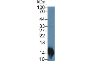 Western Blot; Sample: Rat Lymphocyte lysate; Primary Ab: 2µg/mL Rabbit Anti-Rat MIP3a Antibody Second Ab: 0. (CCL20 抗体  (AA 24-95))
