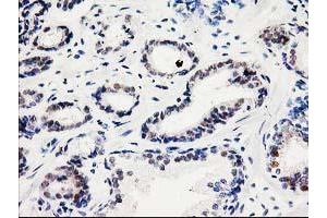 Image no. 5 for anti-Spermine Synthase, SMS (SMS) antibody (ABIN1501098) (SMS 抗体)