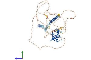 Protein Structure (PS) image for Glucocorticoid Modulatory Element Binding Protein 2 (GMEB2) (AA 1-530) protein (His tag) (ABIN7556532)