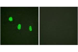 Immunofluorescence analysis of HeLa cells, using C/EBP-epsilon (Phospho-Thr74) Antibody. (CEBPE 抗体  (pThr74))