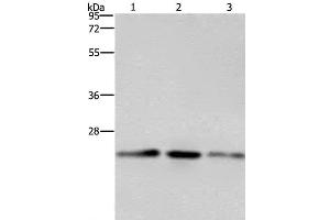 Western Blot analysis of A549, Hela and HT-29 cell using EMC8 Polyclonal Antibody at dilution of 1:600 (COX4NB 抗体)