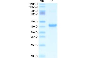 Mouse APOA5 on Tris-Bis PAGE under reduced condition. (APOA5 Protein (AA 21-368) (His tag))