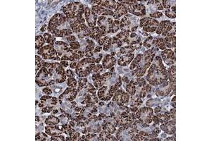 Immunohistochemical staining of human pancreas with OLAH polyclonal antibody  shows strong cytoplasmic positivity in exocrine glandular cells. (OLAH 抗体)