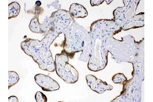 AMFR was detected in paraffin-embedded sections of human placenta tissues using rabbit anti- AMFR Antigen Affinity purified polyclonal antibody (Catalog # ) at 1 µg/mL. (AMFR 抗体  (AA 553-643))
