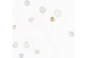 Immunocytochemistry of SEPT1 in Raji cells with SEPT1 antibody at 5 µg/ml. (Septin 1 抗体  (C-Term))