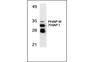 Western blot analysis of PHAP expression in human Raji cell llysate with this product at 1 μg/ml. (PHAP1 抗体  (C-Term))