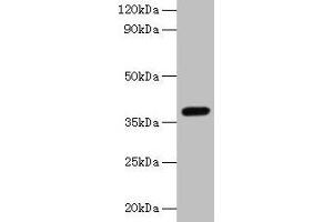 Western blot All lanes: LRG1 antibody at 2 μg/mL + Mouse liver tissue Secondary Goat polyclonal to rabbit IgG at 1/10000 dilution Predicted band size: 39 kDa Observed band size: 39 kDa