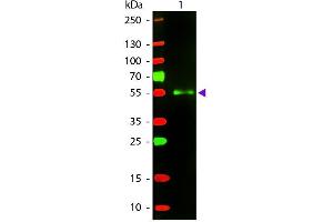 Western Blot of Texas Donkey Anti-Mouse IgG secondary antibody. (驴 anti-小鼠 IgG (Heavy & Light Chain) Antibody (Texas Red (TR)) - Preadsorbed)