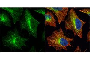 ICC/IF Image Histamine H2 Receptor antibody [N1], N-term detects Histamine H2 Receptor protein at cytoplasm by immunofluorescent analysis. (HRH2 抗体  (N-Term))