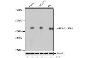 Western blot analysis of extracts of various cell lines, using Phospho-PDH-S293 Rabbit mAb (ABIN7269768) at 1:1000 dilution. (PDHA1 抗体  (pSer293))