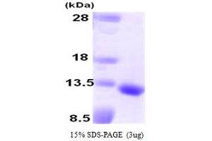 SDS-PAGE (SDS) image for Growth Differentiation Factor 10 (GDF10) (AA 369-478) protein (ABIN667742) (GDF10 Protein (AA 369-478))