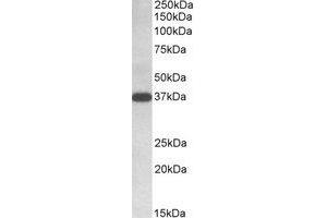 Western Blotting (WB) image for anti-Isocitrate Dehydrogenase 3 (NAD+) alpha (IDH3A) (C-Term) antibody (ABIN2464486) (IDH3A 抗体  (C-Term))