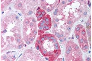 Human Kidney (formalin-fixed, paraffin-embedded) stained with GNB5 antibody ABIN305790 at 20 ug/ml followed by biotinylated goat anti-rabbit IgG secondary antibody ABIN481713, alkaline phosphatase-streptavidin and chromogen. (GNB5 抗体)
