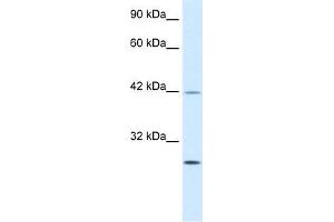 Human Jurkat; WB Suggested Anti-KLF9 Antibody Titration: 0. (KLF9 抗体  (N-Term))