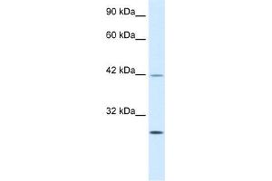 Human Jurkat; WB Suggested Anti-KLF9 Antibody Titration: 0. (KLF9 抗体  (N-Term))