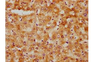 IHC image of ABIN7156000 diluted at 1:500 and staining in paraffin-embedded human liver tissue performed on a Leica BondTM system. (HMGCS1 抗体  (AA 360-520))