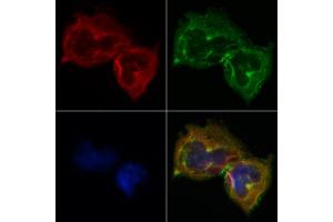 ABIN6264016 and ABIN6268722 staining Hela by IF/ICC.