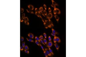 Immunofluorescence analysis of NIH/3T3 cells using PREB Rabbit mAb (ABIN7269547) at dilution of 1:50 (40x lens). (PREB 抗体)