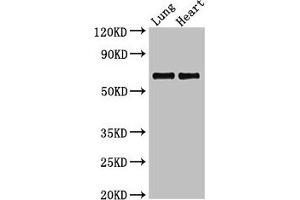 Western Blot Positive WB detected in: Rat lung tissue, Rat heart tissue All lanes: POLL antibody at 2. (POLL 抗体  (AA 16-211))