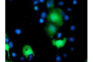 Anti-TOMM34 mouse monoclonal antibody (ABIN2454784) immunofluorescent staining of COS7 cells transiently transfected by pCMV6-ENTRY TOMM34 (RC201083). (TOMM34 抗体)