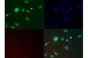Fluorescence Microscopy (FM) image for anti-Histone 3 (H3) (H3K36me3) antibody (ABIN5706765)