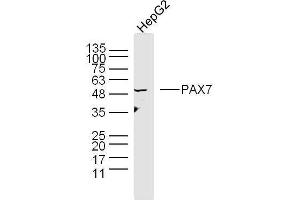Human HepG2 cells probed with Polyclonal Antibody, unconjugated  at 1:300 overnight at 4°C followed by a conjugated secondary antibody at 1:10000 for 90 minutes at 37°C. (PAX7 抗体  (AA 410-460))