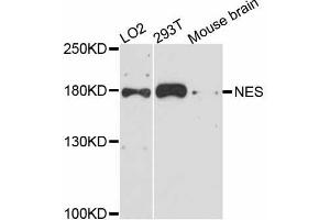 Western blot analysis of extracts of various cell lines, using NES antibody (ABIN5998326) at 1:3000 dilution. (Nestin 抗体)